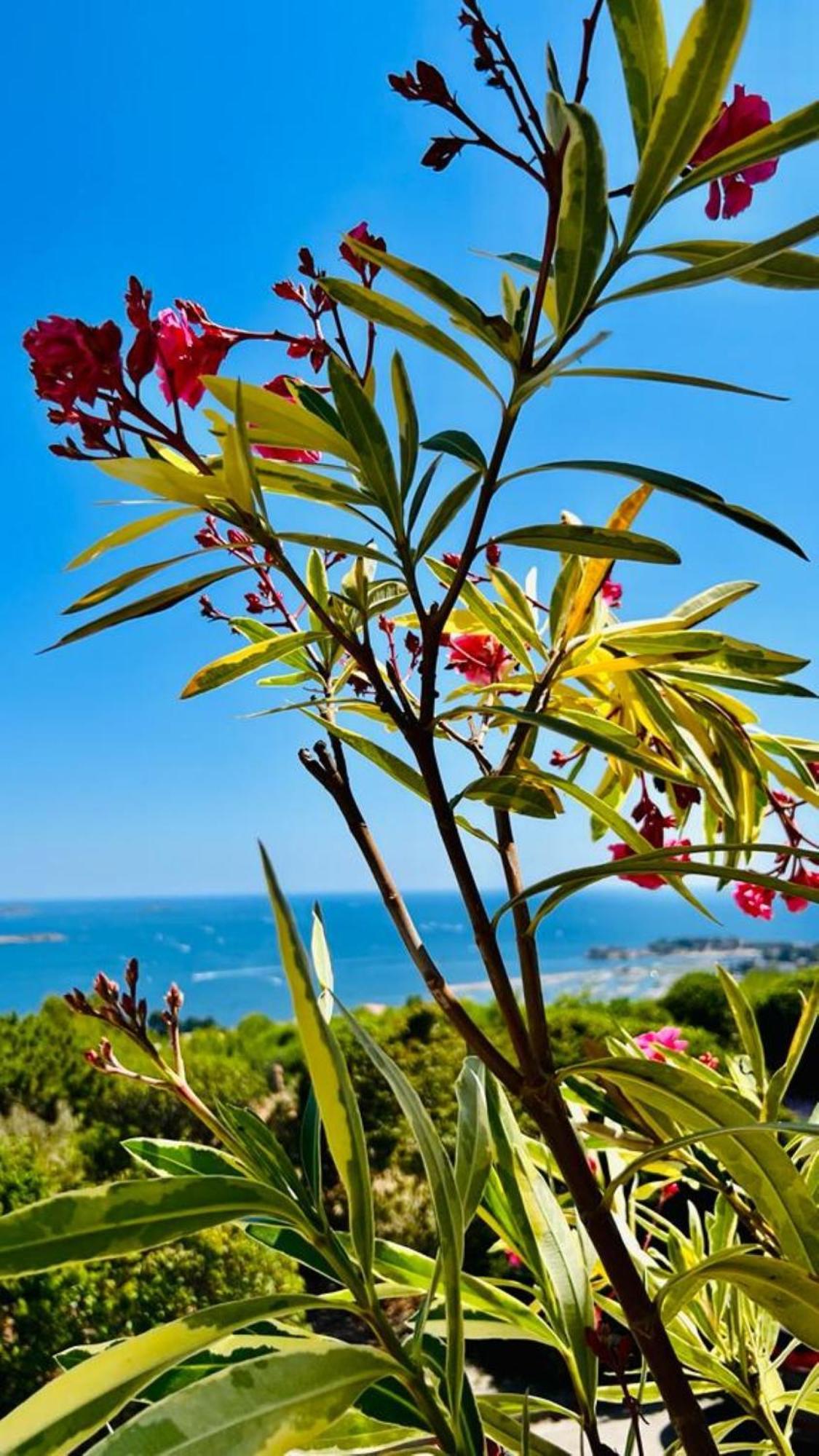Vue Mer Imprenable Et Piscine Bandol Zewnętrze zdjęcie